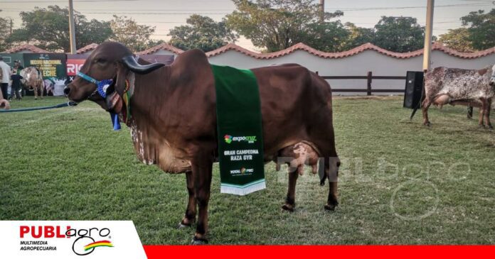 FOTO NOTAS WEB (50) Grecia FIV Esterlina, la reina Gyr de Expocruz 2026/ Foto: Publiagro