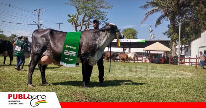 FOTO NOTAS WEB (51) Las Maras, cuna de genética girolando/ Foto: Publiagro