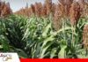 San Julián cosecha con dificultades: falta diésel y caen los precios Productores de San Julián alertan por el costo de cosechar y los bajos precios/ Foto: Internet