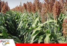 San Julián cosecha con dificultades: falta diésel y caen los precios Productores de San Julián alertan por el costo de cosechar y los bajos precios/ Foto: Internet