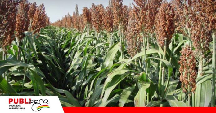 Productores de San Julián alertan por el costo de cosechar y los bajos precios/ Foto: Internet