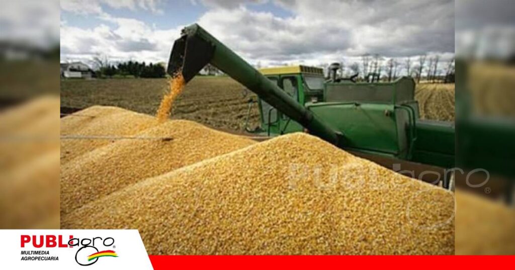 Productores piden liberación de exportaciones/ Foto: Internet