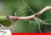 Rhizoctonia afecta raíces, tallos y plántulas Rhizoctonia, un enemigo que nace en el suelo/ Foto: Internet