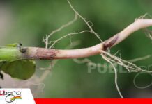 Rhizoctonia afecta raíces, tallos y plántulas Rhizoctonia, un enemigo que nace en el suelo/ Foto: Internet