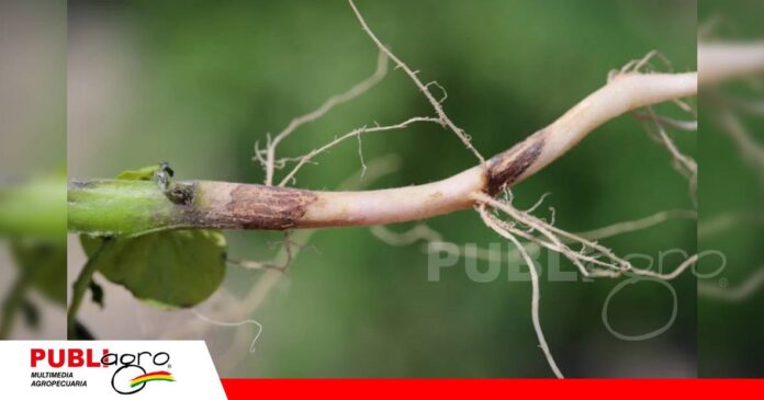 Rhizoctonia, un enemigo que nace en el suelo/ Foto: Internet