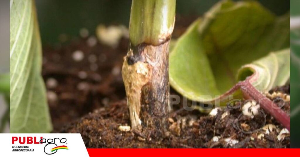 Rhizoctonia, una amenaza desde las raíces/ Foto: Internet
