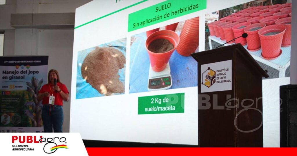 Ensayos revelan una estrategia efectiva contra el jopo en girasol/ Foto: Publiagro