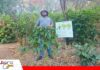 Samaipata, un festival de aromas que eleva la experiencia turística en el valle Cultivos. Las plantas rodean las instalaciones de El Cafetal, ubicado sobre la carretera, en Agua Rica. Foto: Cristian Archanjo Vera
