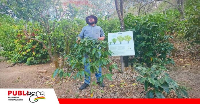 Cultivos. Las plantas rodean las instalaciones de El Cafetal, ubicado sobre la carretera, en Agua Rica. Foto: Cristian Archanjo Vera