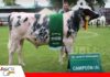 Eros de Grupo Rojas conquista la máxima distinción Girolando Eros, campeón de la genética Girolando/ Foto: Publiagro