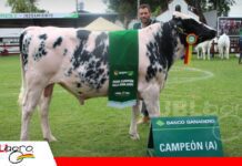 Eros de Grupo Rojas conquista la máxima distinción Girolando Eros, campeón de la genética Girolando/ Foto: Publiagro