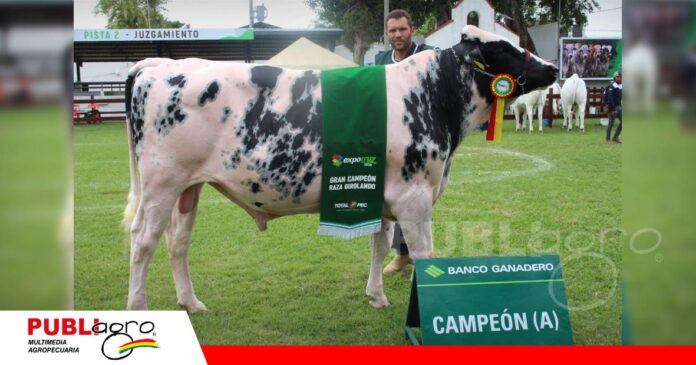 FOTO NOTAS WEB (6) Eros, campeón de la genética Girolando/ Foto: Publiagro