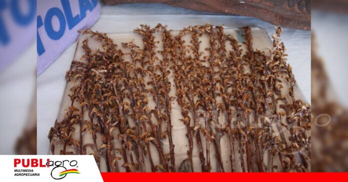 FOTO NOTAS WEB (6) Más tecnología para enfrentar al jopo en el girasol/ Foto: Publiagro