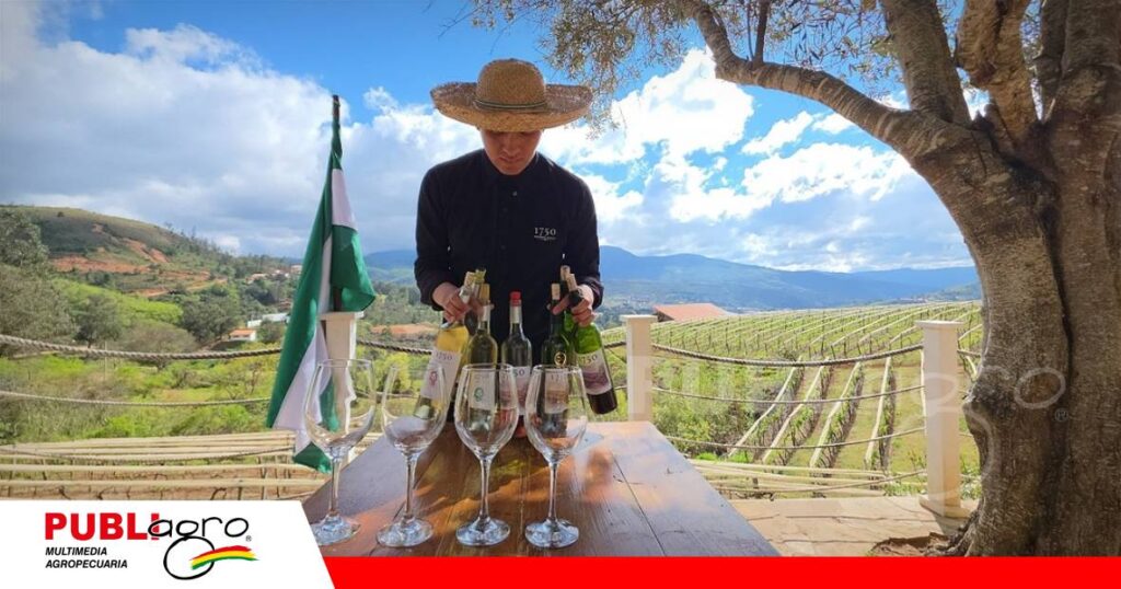 La cosecha de las uvas se realiza entre diciembre, enero y febrero/ Foto: El Deber