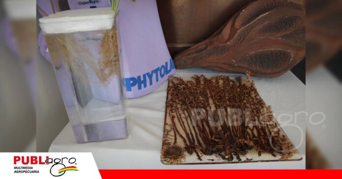 FOTO NOTAS WEB (60) Hasta 600 mil semillas: el desafío que plantea el jopo del girasol/ Foto: Publiagro