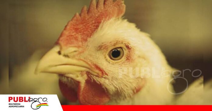 Bronquitis aviar pone en alerta a la producción por sus complicaciones secundarias/ Foto: Internet