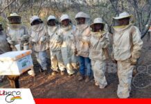 Mujeres guaraníes fortalecen su organización y producción apícola en Santa Rosa La apicultura abre nuevas oportunidades para mujeres guaraníes/ Foto: Publiagro