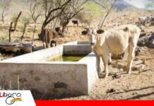 Sequía comienza a golpear al sector ganadero de Huacareta y pone en riesgo las fuentes de agua La falta de agua amenaza al ganado en Huacareta/ Foto: Internet