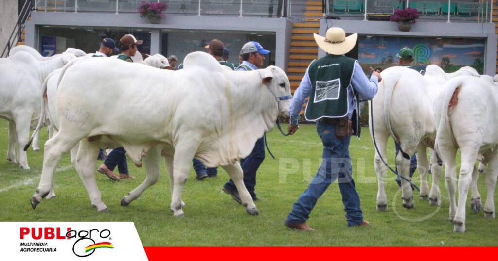 Genética y ganado boliviano buscan nuevos destinos/ Foto: Publiagro