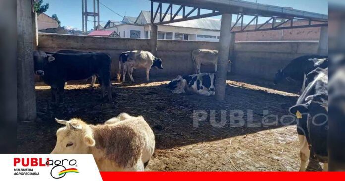 FOTO NOTAS WEB Ganado incautado en el lago Titicaca / Foto: Internet