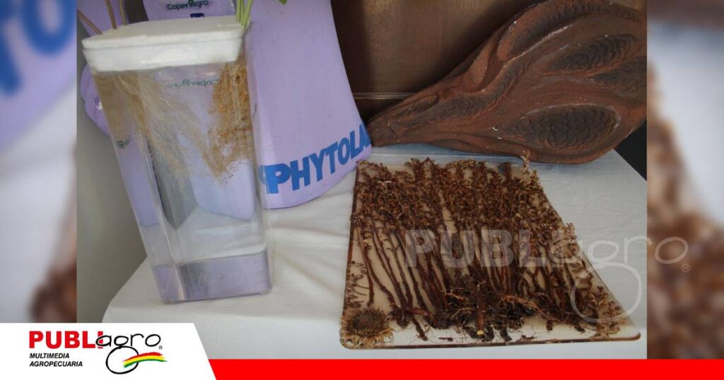 FOTO NOTAS WEB (7) La estrategia ahora es la utilización de híbridos resistentes/ Foto: Publiagro