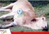 Confirman caso de rabia bovina en Chimeo y ganaderos piden intervención sanitaria Ganaderos piden apoyo del Senasag/ Foto; Enfoque regional