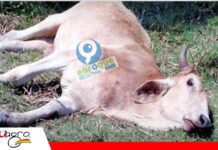 Confirman caso de rabia bovina en Chimeo y ganaderos piden intervención sanitaria Ganaderos piden apoyo del Senasag/ Foto; Enfoque regional