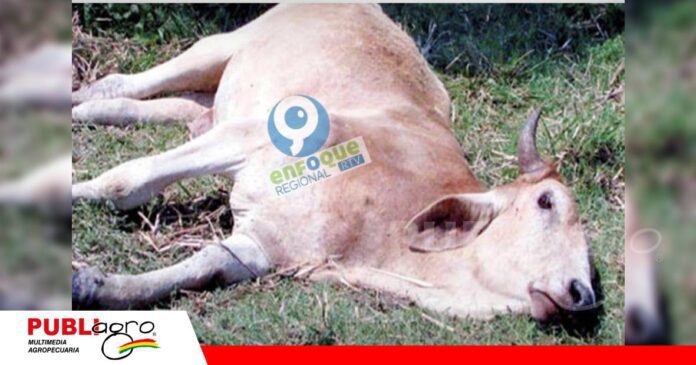 FOTO NOTAS WEB (70) Ganaderos piden apoyo del Senasag/ Foto; Enfoque regional