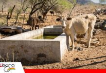 Sequía comienza a golpear al sector ganadero de Huacareta y pone en riesgo las fuentes de agua La falta de agua amenaza al ganado en Huacareta/ Foto: Internet
