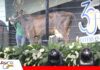 Pinturas Girolando, una vitrina de genética probada Esterlina vuelve a reunir lo mejor del Girolando/ Foto: Publiagro