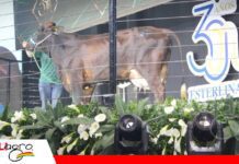 Pinturas Girolando, una vitrina de genética probada Esterlina vuelve a reunir lo mejor del Girolando/ Foto: Publiagro
