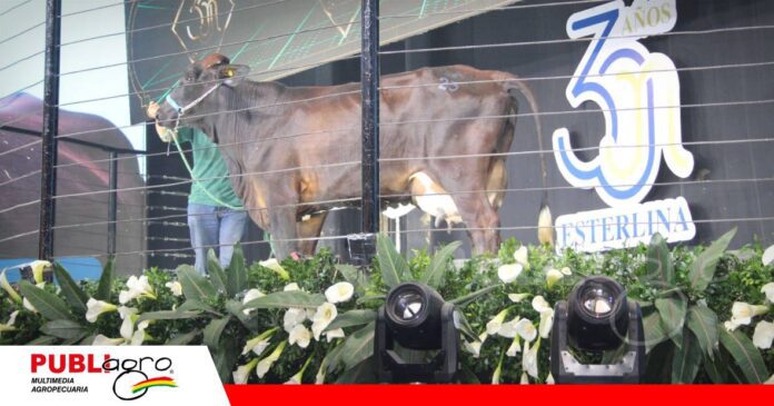 FOTO NOTAS WEB (72) Esterlina vuelve a reunir lo mejor del Girolando/ Foto: Publiagro