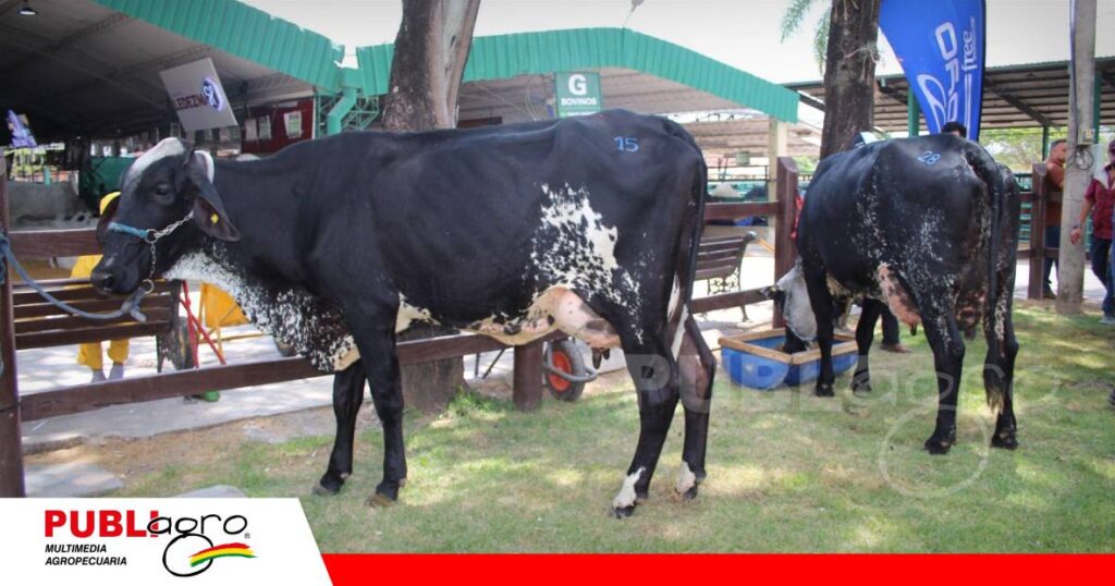 FOTO NOTAS WEB (73) Esterlina compartió lo mejor de su genética en Pinturas Girolando/ Foto: Publiagro