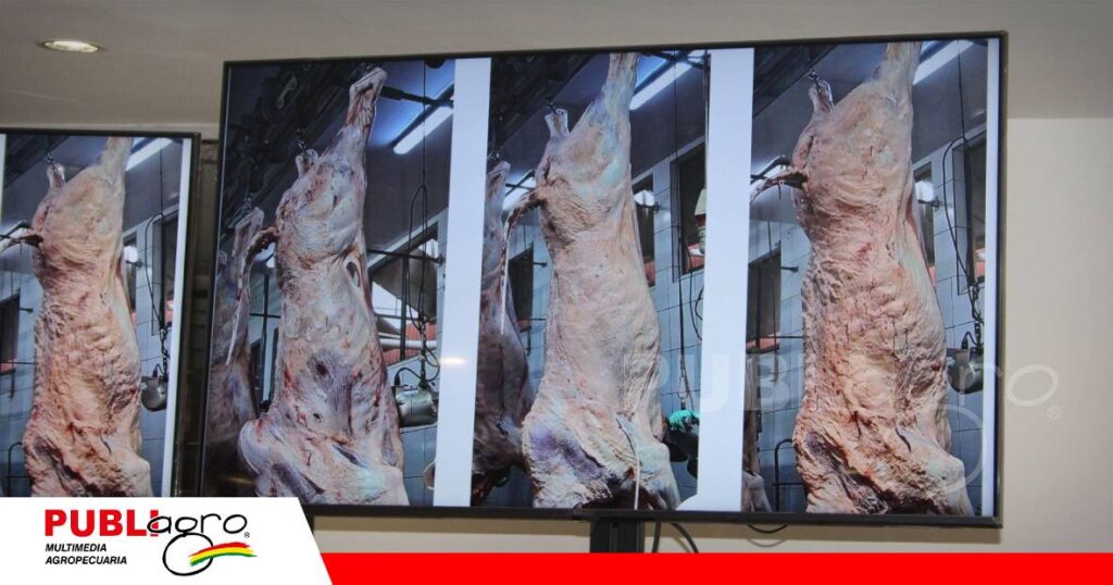 FOTO NOTAS WEB (74) Tecnología revela el potencial de la raza Sindi para producir carne/ Foto: Publiagro
