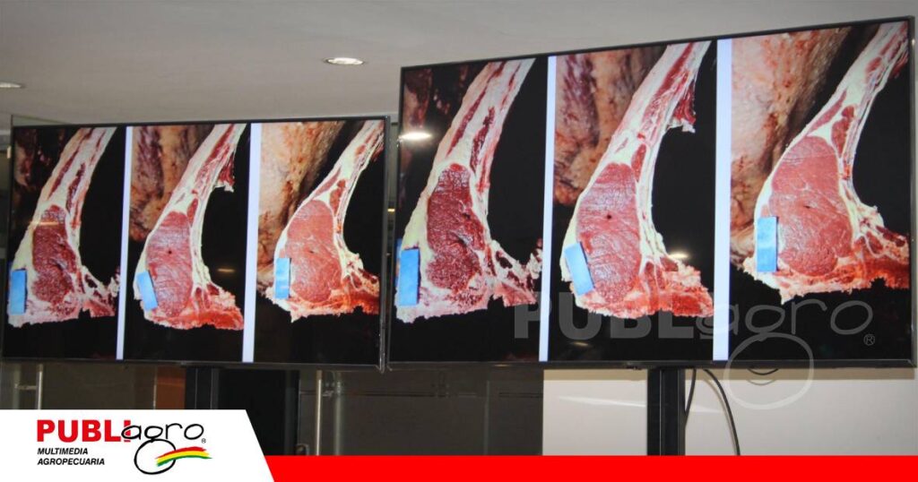 FOTO NOTAS WEB (75) Avances en peso, terminación y área de ojo de bife/ Foto: Publiagro