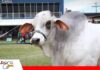 Condominio Zafiro, el legado familiar que nació en Villa Montes Condominio Zafiro apuesta por la genética Brahman/ Foto: Publiagro