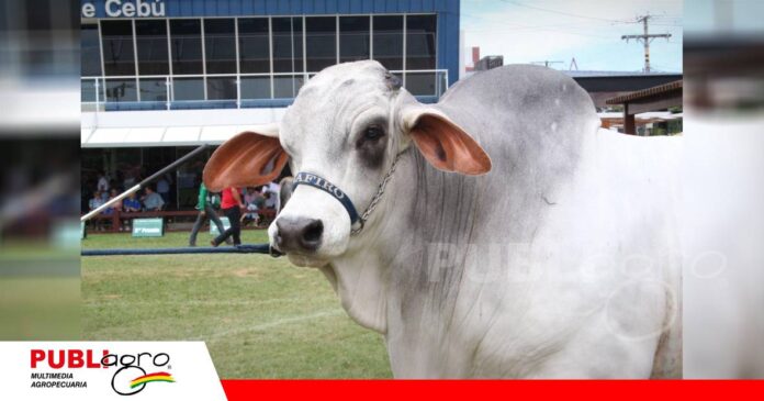 Condominio Zafiro apuesta por la genética Brahman/ Foto: Publiagro