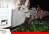 Nelore de Oro vuelve a celebrar la genética de alto nivel Nelore de Oro, genética que se comparte y trasciende/ Foto: Publiagro