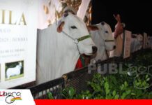 Nelore de Oro vuelve a celebrar la genética de alto nivel Nelore de Oro, genética que se comparte y trasciende/ Foto: Publiagro