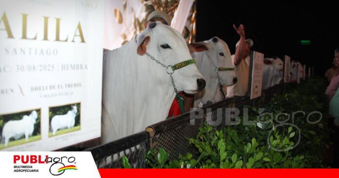 Nelore de Oro, genética que se comparte y trasciende/ Foto: Publiagro