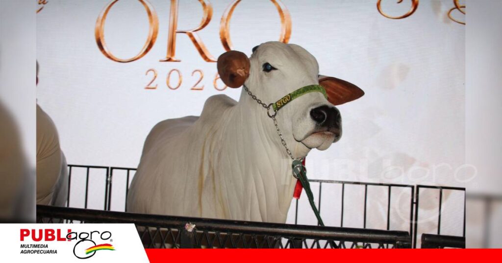 Nelore de Oro, una para compartir lo mejor de la genética Nelore/ Foto: Publiagro