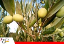 Tarija transforma sus olivos en una nueva apuesta productiva El olivo echa raíces en la nueva economía productiva de Tarija/ Foto: Internet