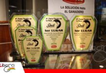 La raza Sindi muestra su potencial cárnico en una faena con tecnología Cabaña La Isla obtuvo el primer lugar en la faena técnica/ Foto: Publiagro