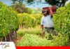 La crisis del diésel frena la mecanización en el campo tarijeño El campo tarijeño se queda sin diésel y eleva su preocupación/ Foto: Internet