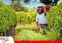 La crisis del diésel frena la mecanización en el campo tarijeño El campo tarijeño se queda sin diésel y eleva su preocupación/ Foto: Internet
