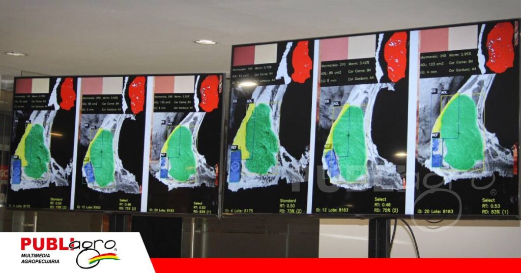 FOTO NOTAS WEB (88) Medir la carcasa para producir carne de alto valor/ Foto: Publiagro
