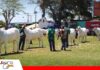 El Nelore boliviano muestra su excelencia genética La pista consagra a la genética Nelore/ Foto: Publiagro