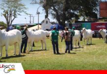 El Nelore boliviano muestra su excelencia genética La pista consagra a la genética Nelore/ Foto: Publiagro
