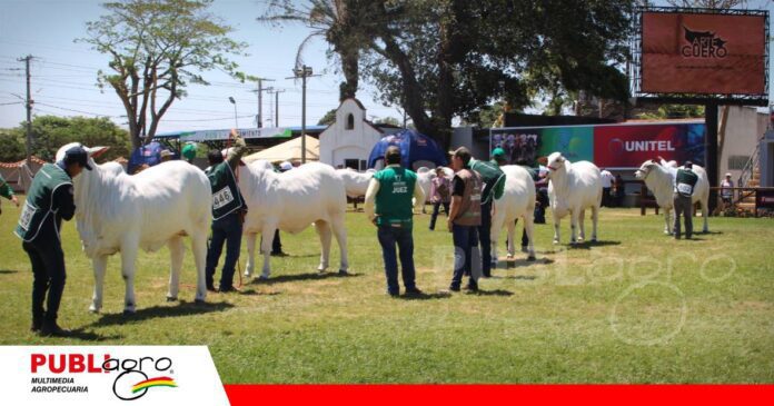 FOTO NOTAS WEB (89) La pista consagra a la genética Nelore/ Foto: Publiagro