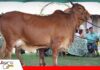 La Martina y La Ribera unen su genética en la Gala de Excelencia La raza Sindi gana protagonismo en la ganadería cruceña/ Foto: Publiagro